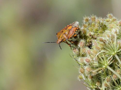 Carpocoris purpureipennis